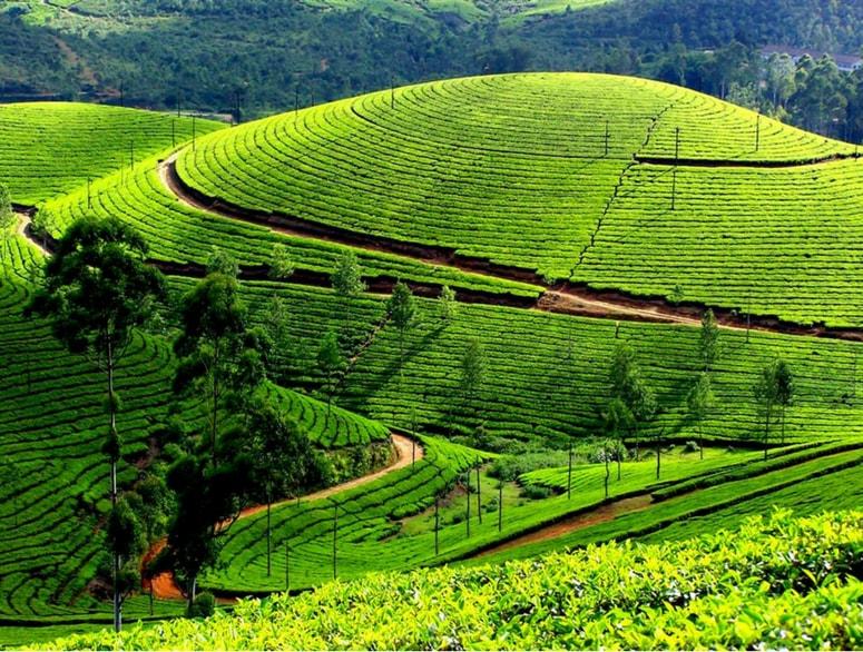Munnar Tour Package from Bangalore